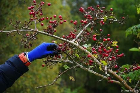 Hand in blue glove picking hawthorn berries